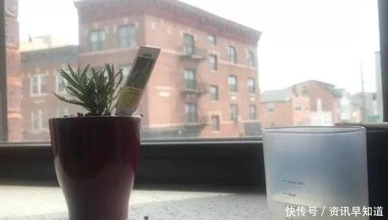 家里养花就用淘米水浇花,这么处理效果一级棒,还能省下大笔钱