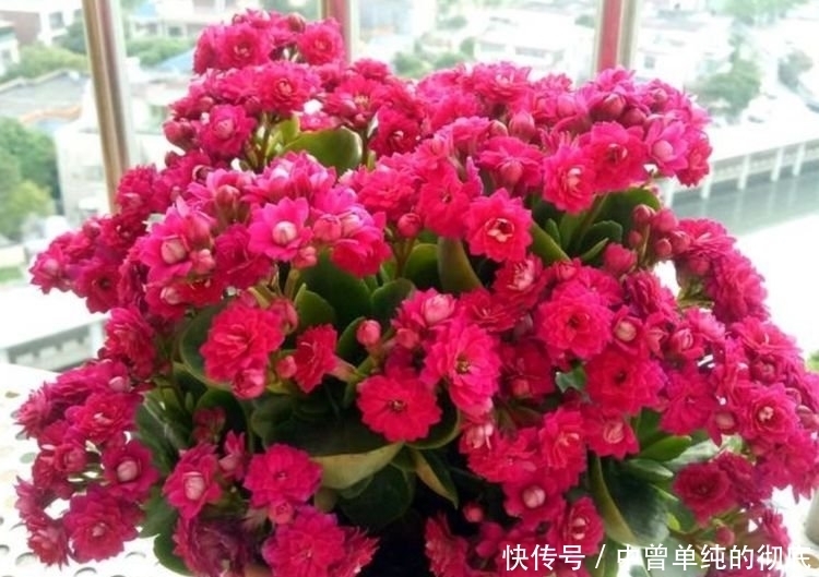 家中必养“4种花”，好养漂亮花期长，越晒开花越旺