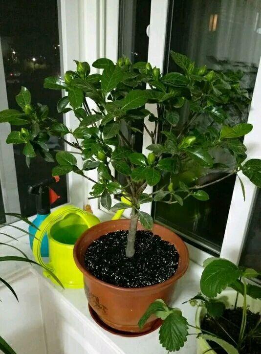 栀子花不能摆错“地方”,一摆就黄叶,想要养好栀子花,别忽视!