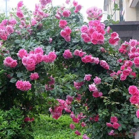 风雨兰|养花试试这几款，油绿的叶子非常好看，花开之后有浓香