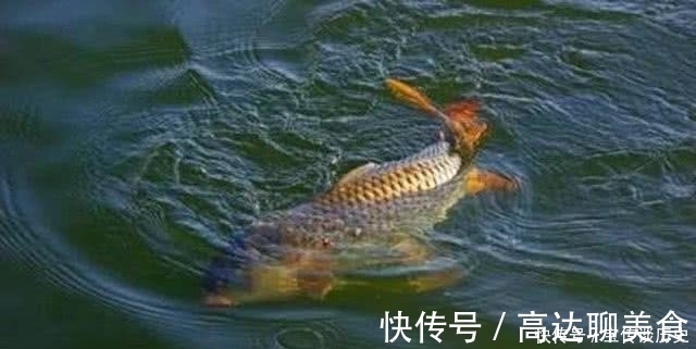 大鱼|给你个忠告：秋钓鲤鱼就用这“硬招”，鱼竿瞬间就是一个大弯弓