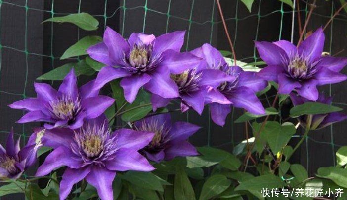 想不想铁线莲春天开爆花？学会这3点，轻轻松松开爆盆