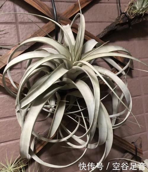 卫生间|卫生间适合养“4种花”,不仅耐旱、易养活,还可除菌、净化废气