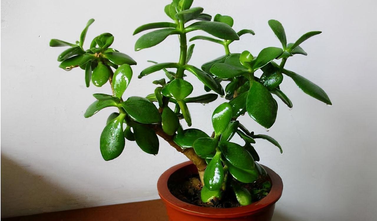 秋季养玉树，做好三步，枝叶油绿壮实，更容易养成老桩和开花