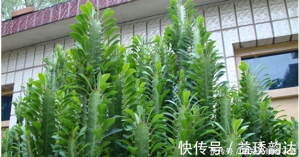 龙骨为什么可以“镇宅”原因只有3点，点点“合人心意”