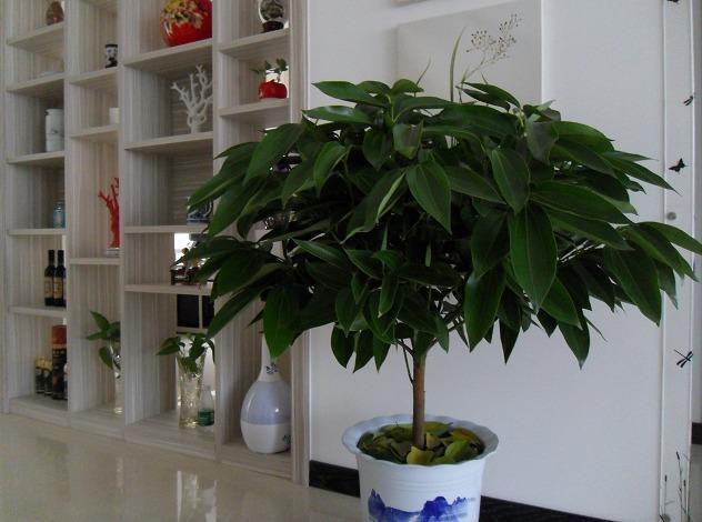 “2种花”放客厅，“旺运”又镇宅，比吊兰都好，养1盆净化空气