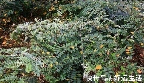 清火解|农村这种岩石缝中的山豆,根茎是良药,清火解毒,还能消肿止痛