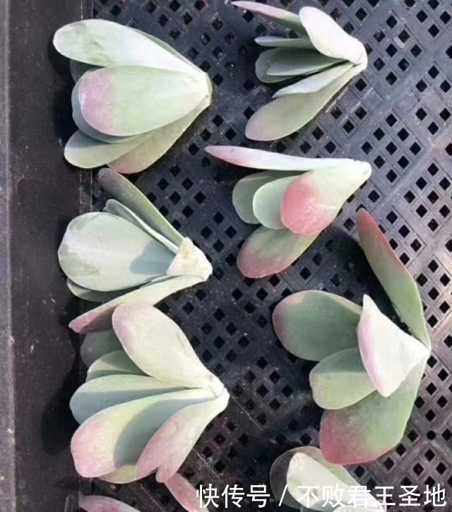 叶片|多肉植物唐印夏季怎么养注意3点，叶片舒展根系多，繁殖要赶紧