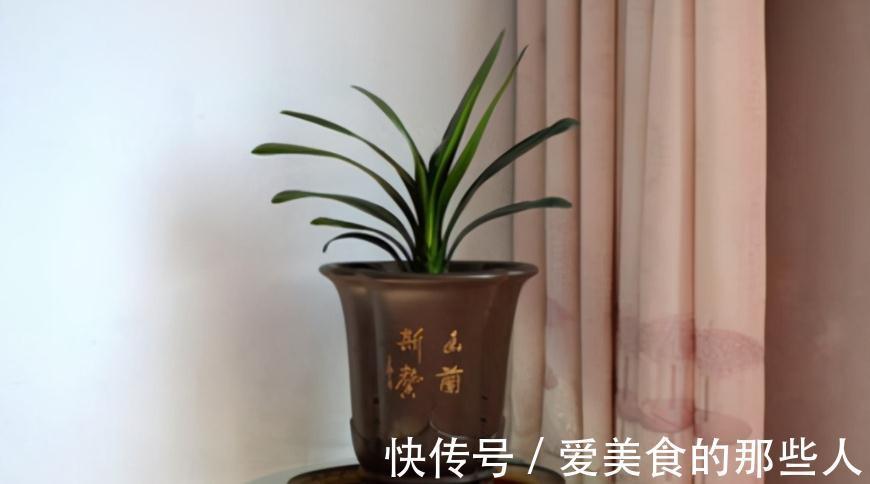 君子兰室内盆栽,12月满足4个条件,新叶花箭蹭蹭长,开花美