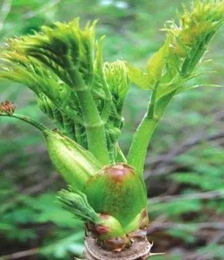 土壤|在农村,这种“树”被当柴烧,却不知它“营养”高,能卖90元1斤