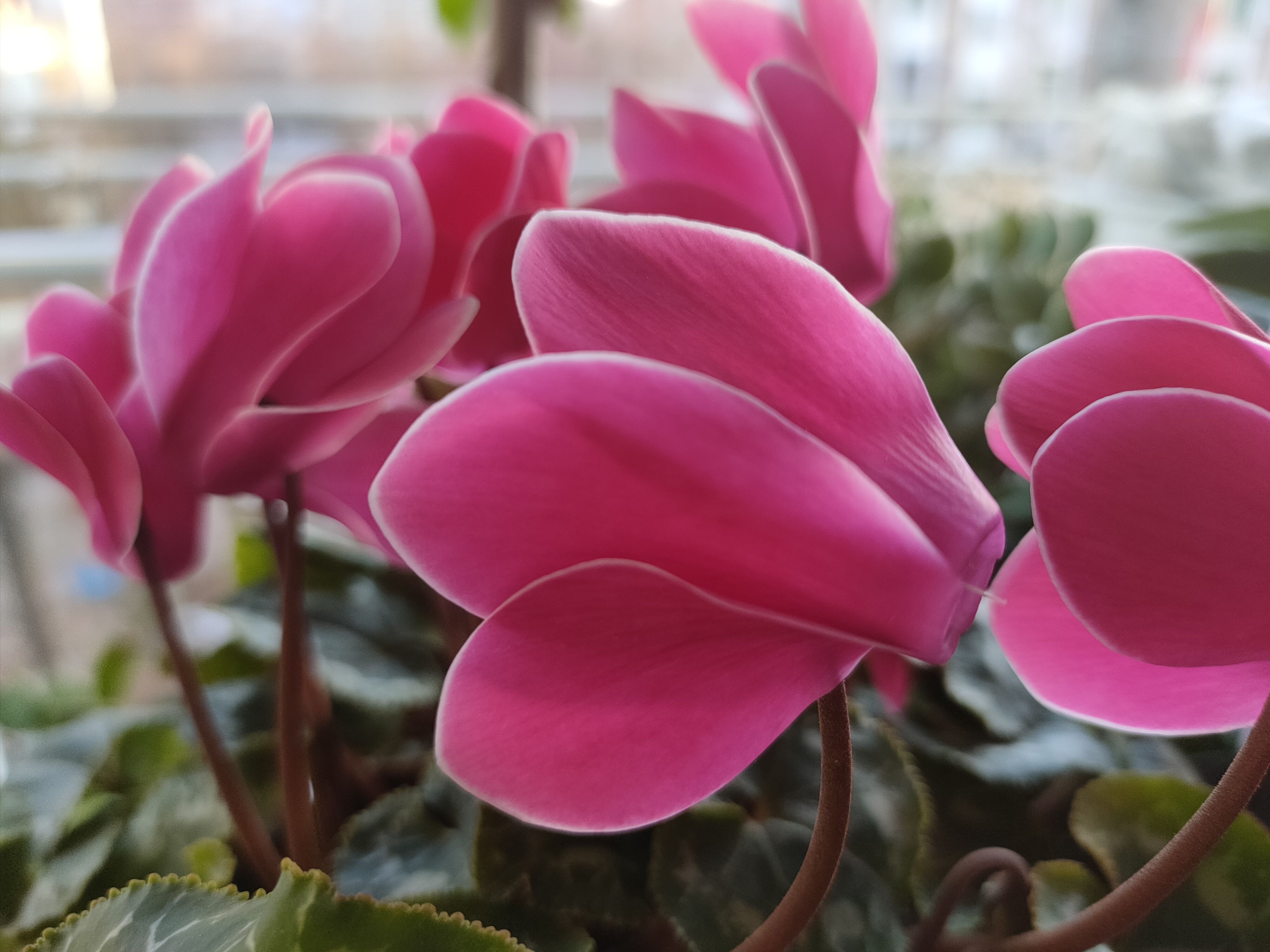 经验分享｜仙客来已开花170天，不断萌发新芽，轻松再开60天