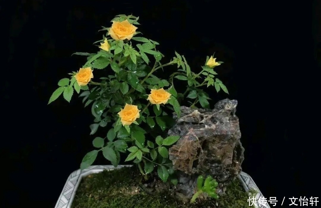 品种|100个月季品种,千姿百态,每个都很漂亮,图名并茂,值得收藏