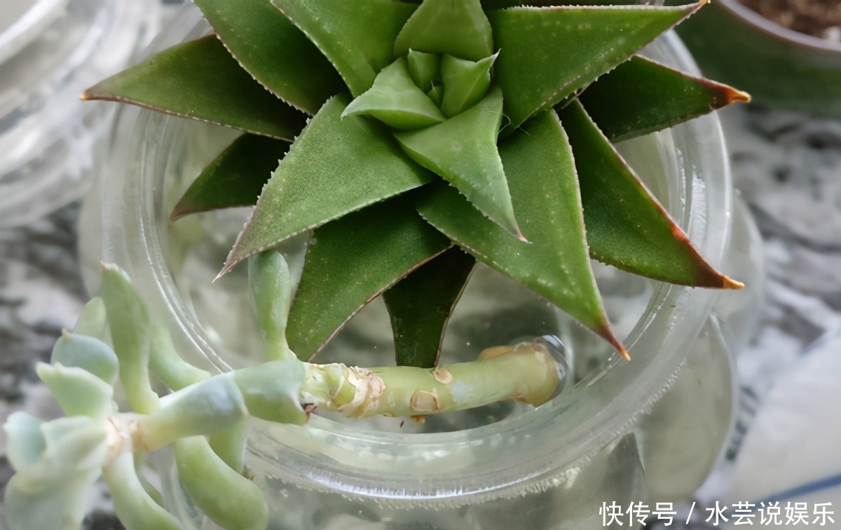 扦插讨喜的多肉,事前事后这么操作,成活率高很多