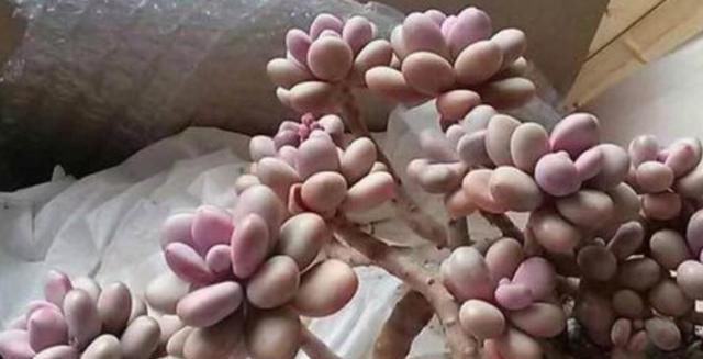 夏季|养多肉，天热是“一道坎”这3种好养护，度夏0压力