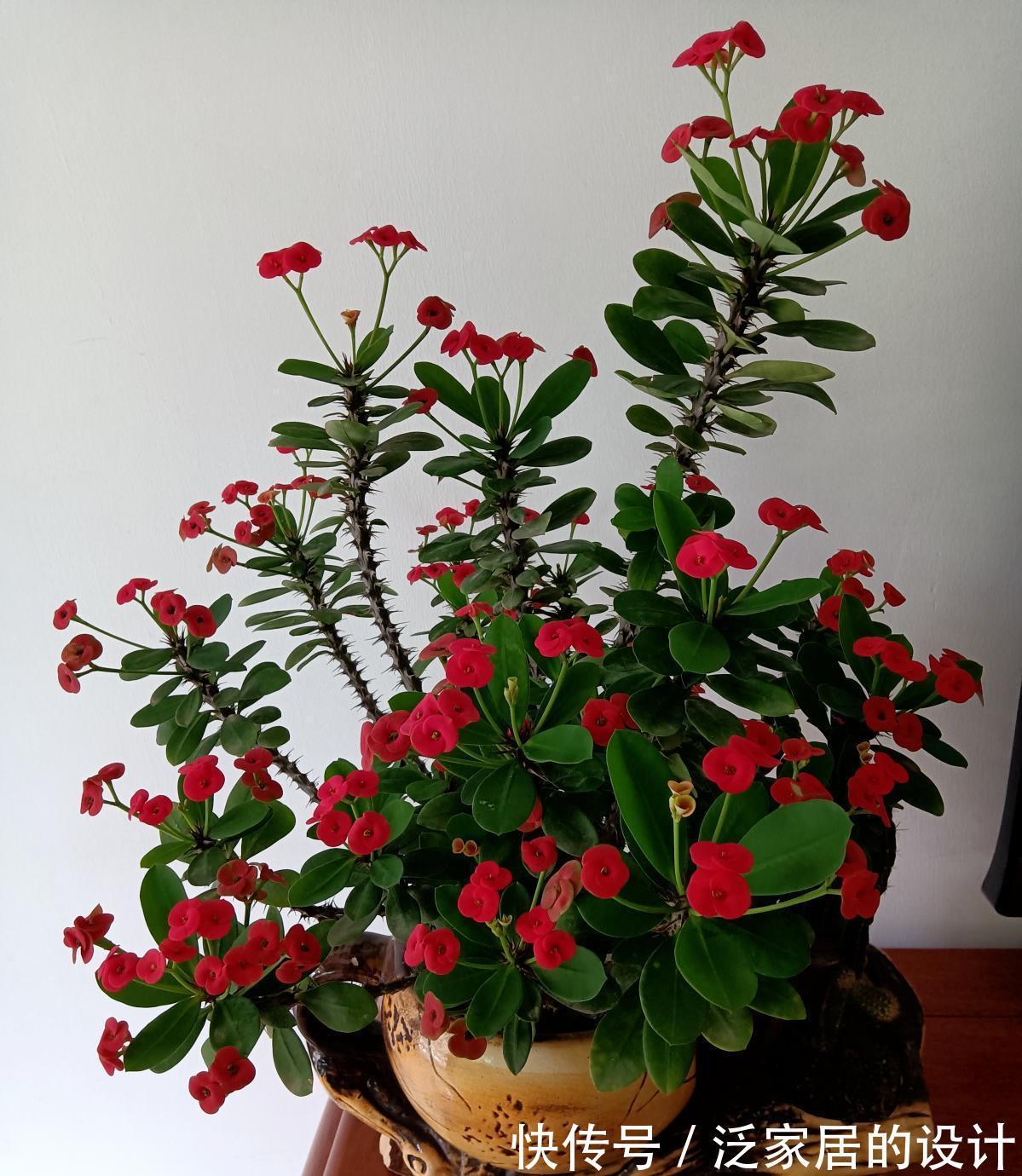 枝叶|常见的10种“带毒花”，想养还是小心些，羊吃了都“直抽抽”