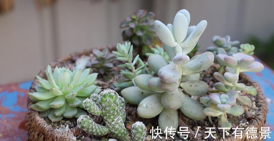 盆栽|夏季盆栽多肉,叶子干瘪褶皱?内行人才知道原因不止是缺水