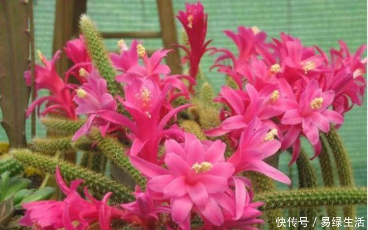 鼠尾|5种花很耐养,开花漂亮花期长,沾土就能活,超美的