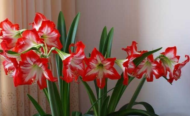 6种“懒人花”可真皮实,一个月不浇水,太阳越晒,开花越泼辣