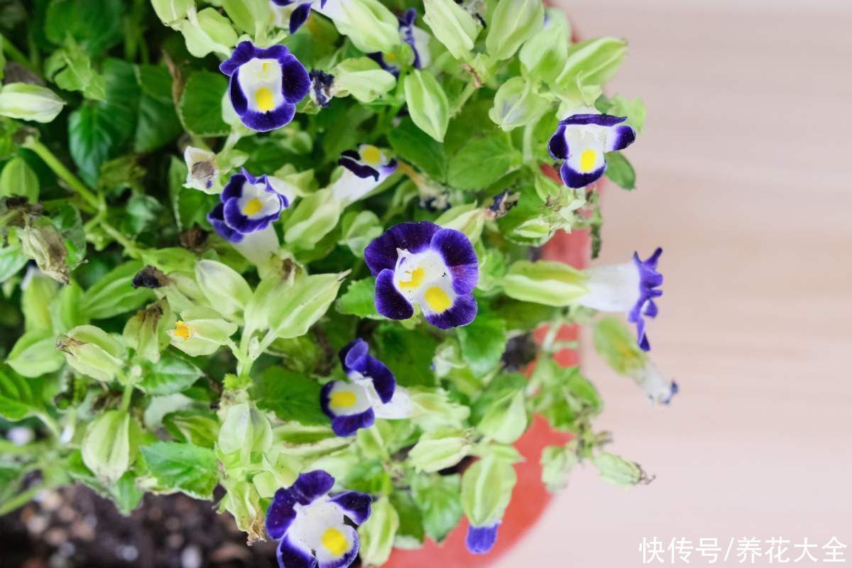 蓝雪丹|天气太热养不活花？试一试3种花！好看好养还耐热