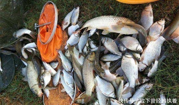 寒冬时节钓鲫鱼，对饵料要求极高，满足了这4点，大鲫鱼连竿上！