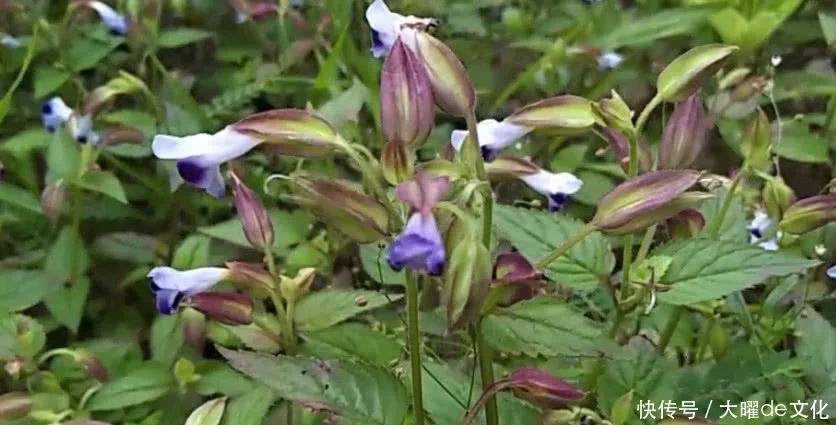 蓝猪耳，药用价值比人参高