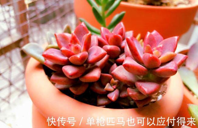 3种适合秋天养的多肉,赶快动手养起来,叶片红的、白色似莲花