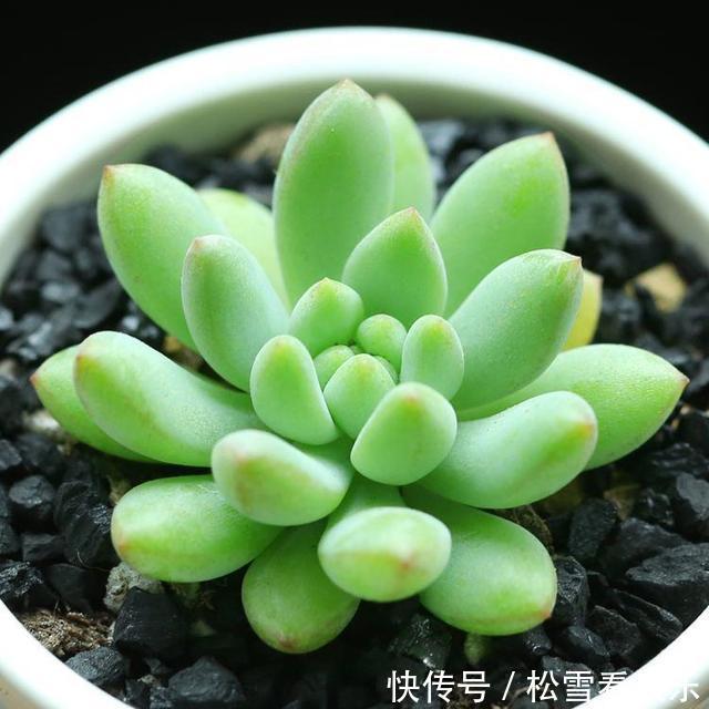 喷洒|养花最怕招虫,一旦发现虫卵,这几招立马用,从根本解决病虫害