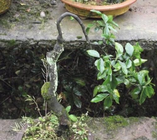 值钱又“镇宅”的2种树,适合养阳台上,摆放3年,比雀梅有价值