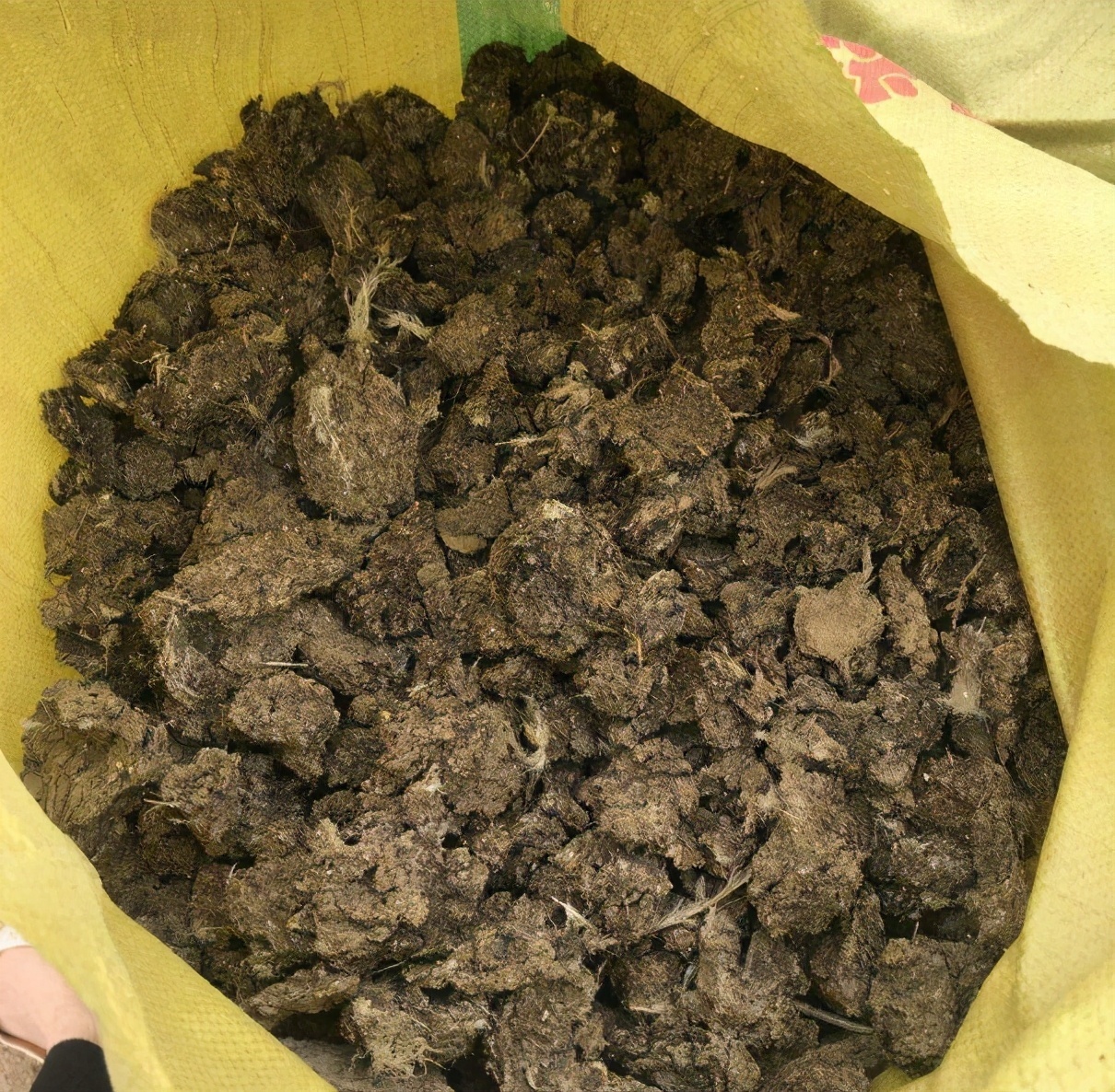 老大爷养君子兰,整整10年,仅靠4种窍门,从幼苗养成富贵花