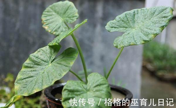 分享几个小窍门,让家里的绿植长得枝繁叶茂,净化空气效果更好