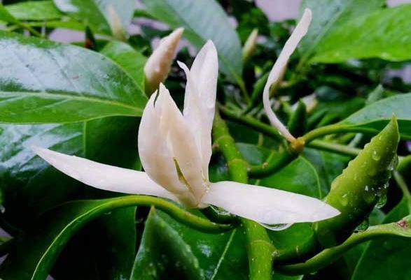 比香水还香的花卉，开花就爆盆，花园变花海，芳香四溢，易养美观