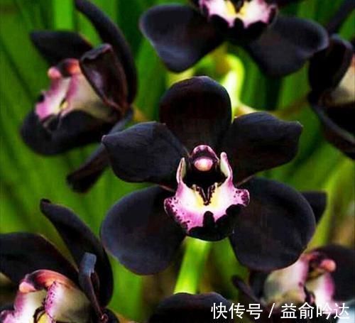神秘兰花“黑雪姬”,香味扑鼻,养护简单,百看不厌、百赏不倦