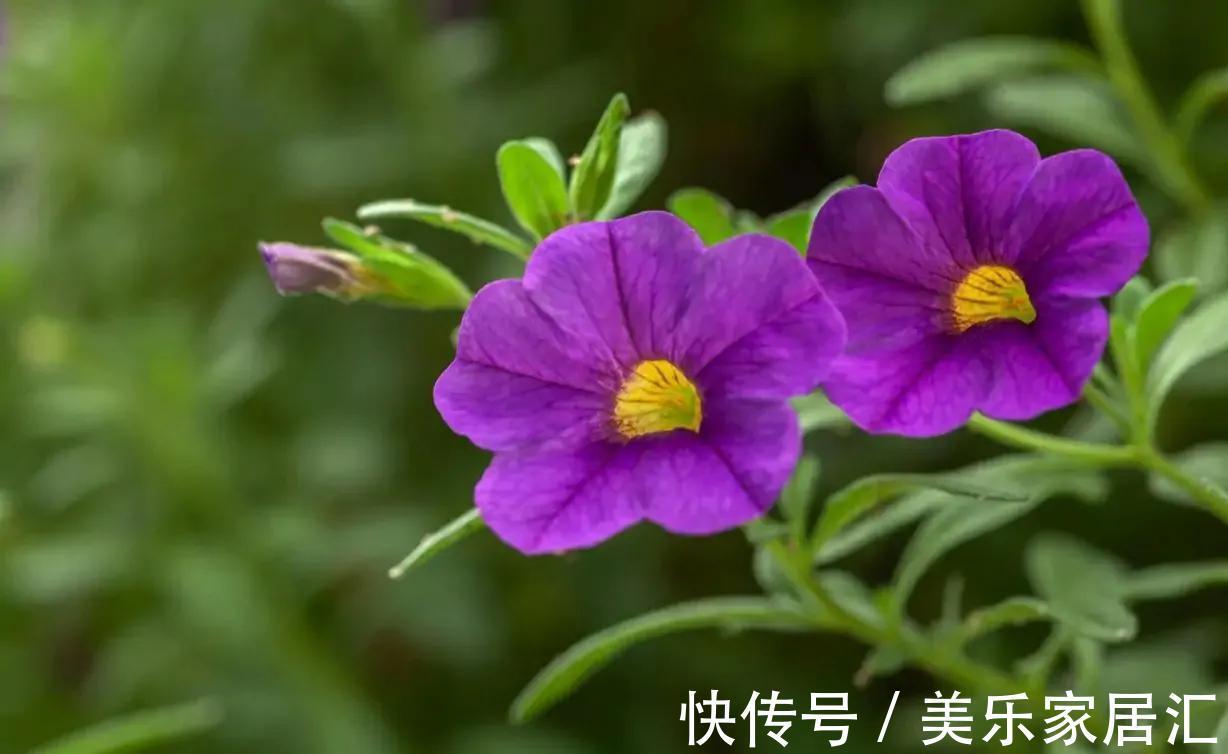 有个爱养花媳妇，让人欢喜让人忧，半年时间，家底都败完了