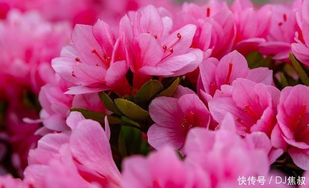 四月二十五日开始,家养此款花卉,花开美观又大气,花香清新怡人