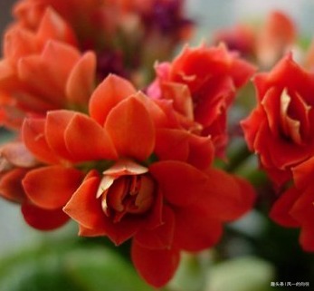 这三种绿植堪称睡眠神器,卧室养一盆,从此睡眠无忧