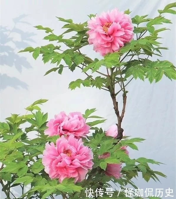 十大名花惊艳千年---阳光笙箫支剑笙博客