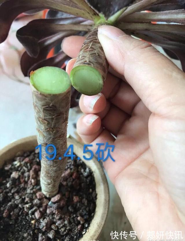 秋天多肉砍1刀，立马爆出一圈芽，1盆变10盆不花钱
