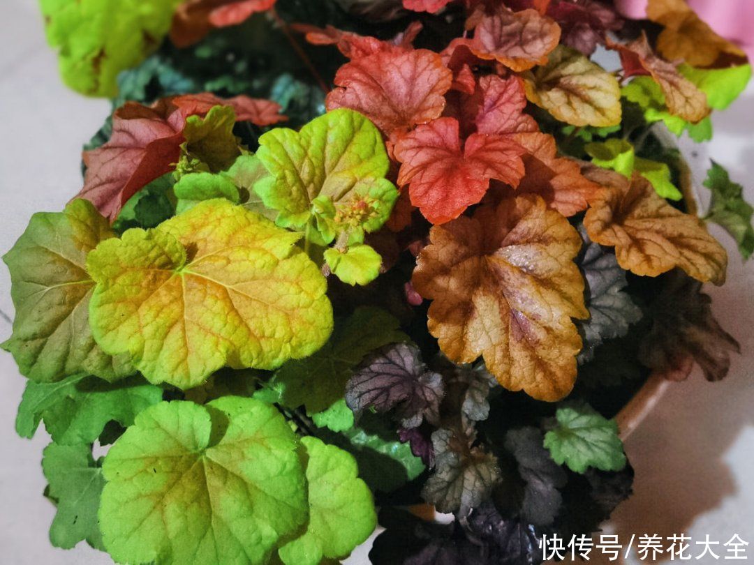 绿萝|家里别只养绿萝，15种精致耐阴花，光照不好也能长很美