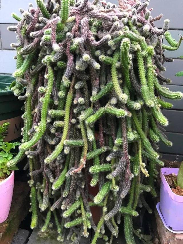 好养|养2种仙人球,开花量比“蟹爪兰”还大,关键耐旱、好养