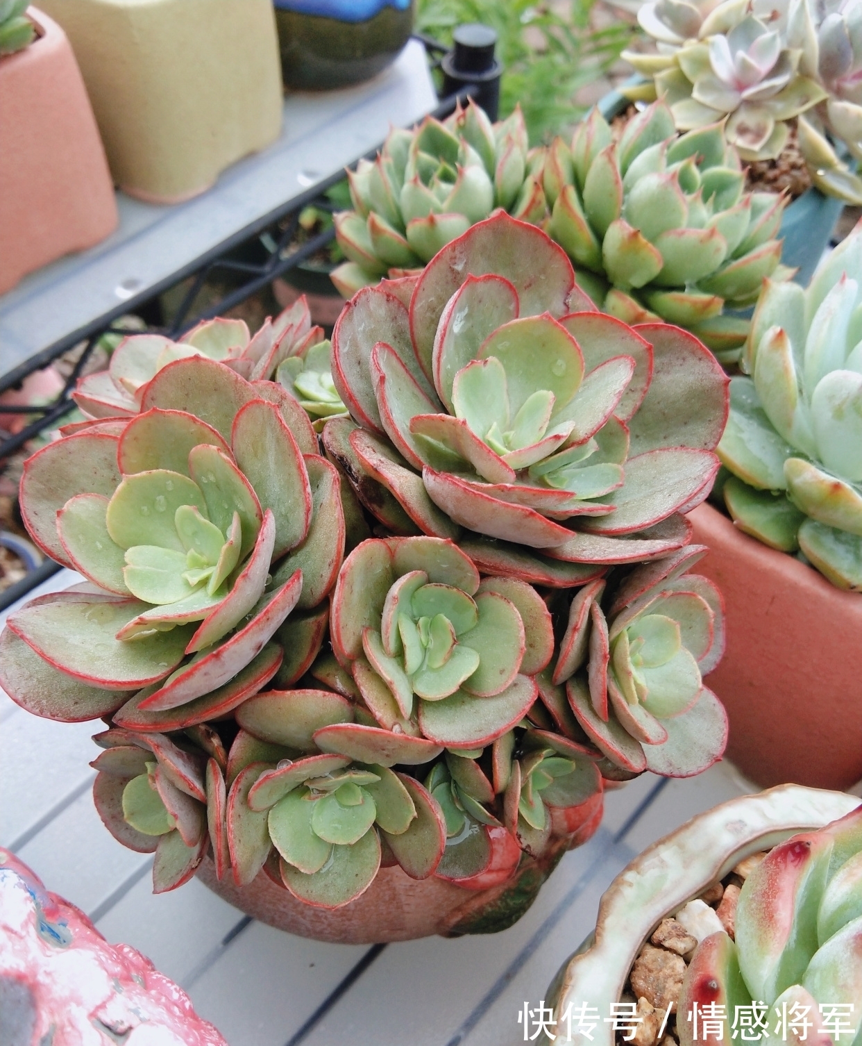 叶片|多肉红宝石，秀妍，沙罗姬牡丹，蜡牡丹等如何快速出状态