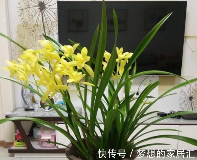 友友们请注意:10月后的兰花状态好好极了,抓住时机长势旺