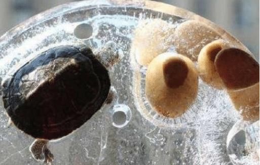 东北究竟有多冷芦荟胶成渣，泡面特效都没啥，看到乌龟笑趴了