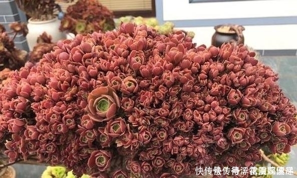 老桩|景天科多肉价格亲民易培育成老桩盆景3点做到位还能变色