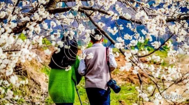 清明假期，卢氏许您“花花世界”