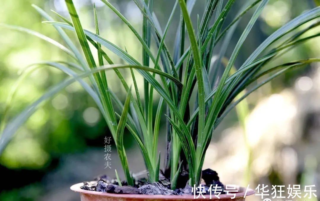 炭疽病|养兰花,比软腐病威胁更大的,是容易治好的炭疽病