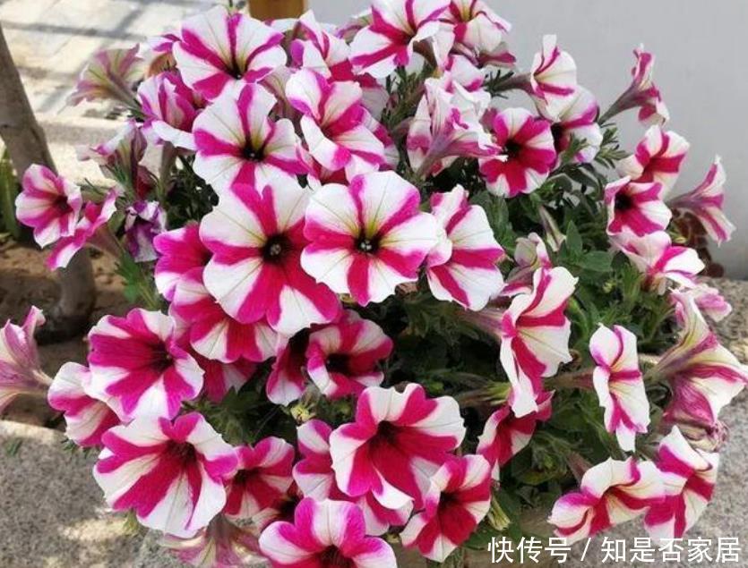 3种花开花量特别大,开完剪、剪完开,一开就是几百朵