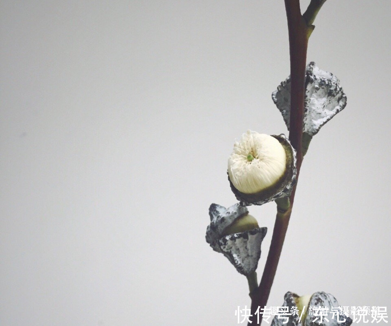 高级感|世界上最神奇的树！先结果后开花还不会枯萎！见到的人会幸福