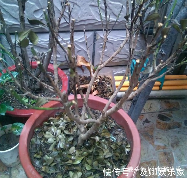 养米兰，2件事很重要，做错了落叶归西，做对了花繁叶茂