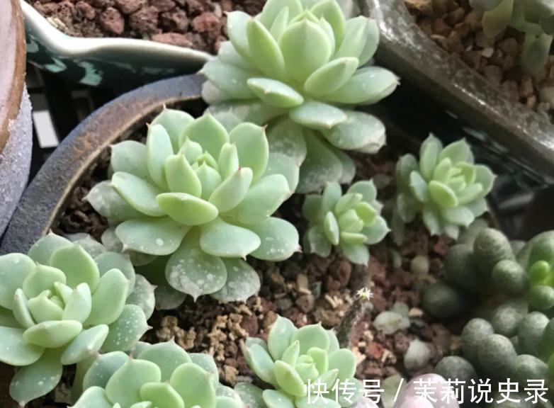 这3款多肉特容易养残,园艺新人甭轻易被它们的高颜值骗了!