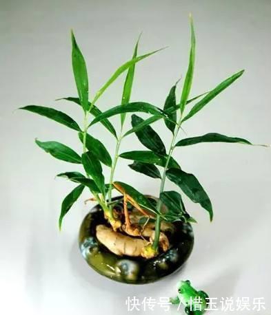 家里生姜发芽了别扔丢水里,长的比富贵竹还好看